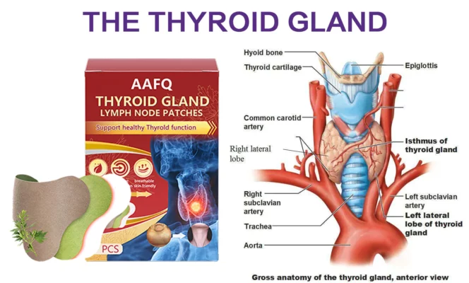 AAFQ™ Thyroid Gland Lymph Nodes Patches - Image 7