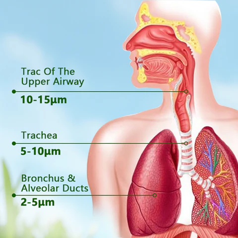 Oregano-Infused Lung Detox Nebulizer for Advanced Respiratory Care