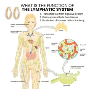 Lymphatische Mode Ovale Ohrringe