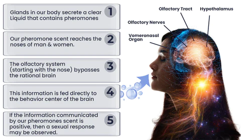 Attraction can be a tricky topic, but if you're wondering why you find yourself drawn to some people and not others, you're not alone. Our CUPIDS™ Toilette for Men (Pheromone-Infused) can help you understand your pheromonal attractions and true desires, in addition to helping you with values, dating, and friendships. CUPIDS™ Toilette for Men (Pheromone-Infused) can boost confidence or a receptive mindset to explore and communicate needs and desires with a partner. Sometimes it isn’t about attracting something new; sometimes, it is about feeding the flame of desire at home.

Attraction with Building Comfort
Enhance Natural Pheromone Levels
Selfie & Crushy Imprinting Effects
Release your Subtle Effects
Long-lasting Effect
