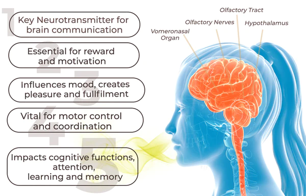 Oveallgo™ VividLure Dopamine Perfume