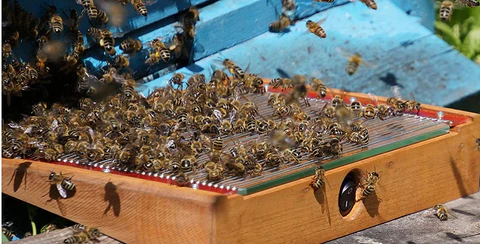 TODAHOF™ Bienenstich BioFlex Linderungscreme