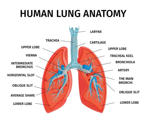 Oveallgo™ RespireWell Herbal Spray for Lung and Respiratory Support