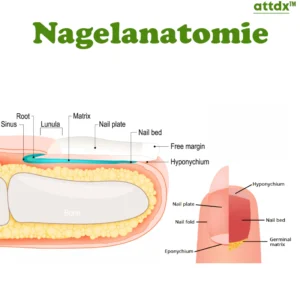 ATTDX FootRenewal Nail Restoration Patch