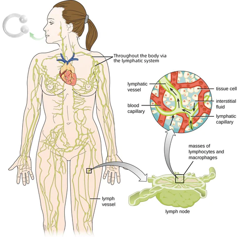 GGPM™ Bee Venom Lymphatic Drainage & Slimming Nose Ring