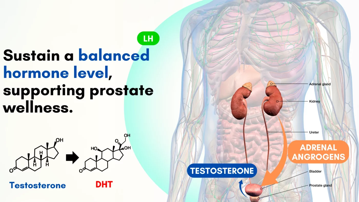 Nurbini™ Prostate Health Care Capsules 