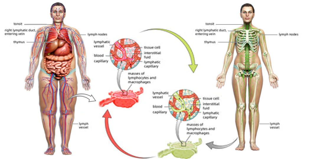 AAFQ™ Lymphatic Drainage & Slimming Drops