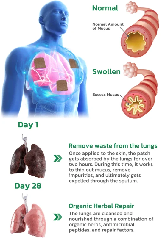 Organic Herbal Lung Cleanse Repair Patch
