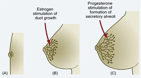 LIMETOW™ Breast Enhance Cream