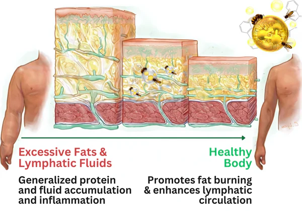 Slimeen™ Bee Venom Lymphatic Slimming Oil