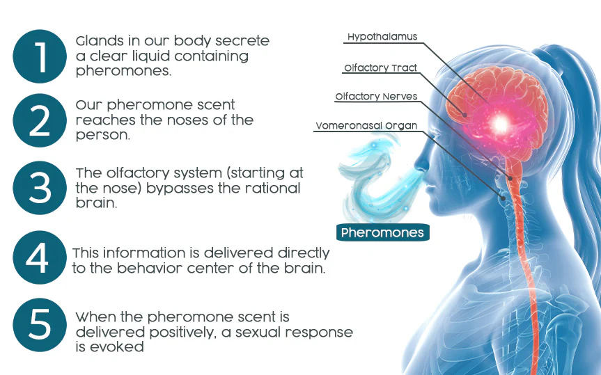 flysmus™ Hypnosis Feromone Cologne