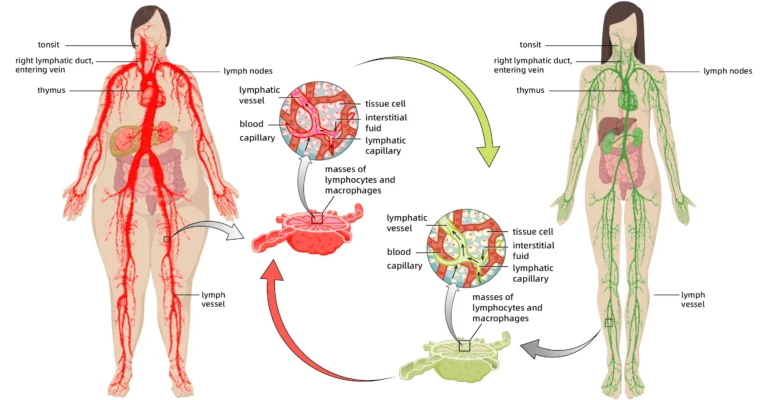 Bee Venom Lymphatic DrainageSlimming Patch
